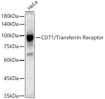 CD71/Transferrin Receptor Polyclonal Antibody (CAB21622)