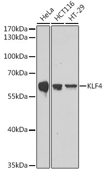 KLF4 Polyclonal Antibody (CAB21709)