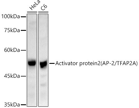 Activator protein 2 (AP-2/TFAP2A) Polyclonal Antibody (CAB21727)