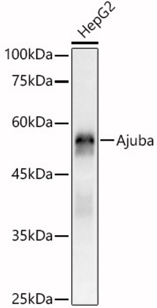 Ajuba Polyclonal Antibody (CAB21760)