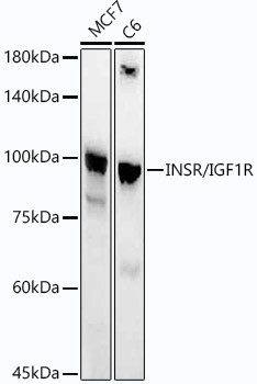 INSR/IGF1R Monoclonal Antibody (CAB21984)