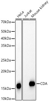 CDA Polyclonal Antibody (CAB22028)