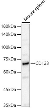 CD123 Polyclonal Antibody (CAB22111)