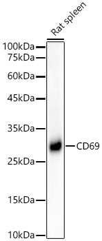 CD69 Monoclonal Antibody (CAB22171)