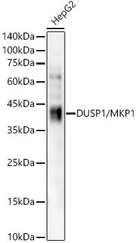 DUSP1/MKP1 Monoclonal Antibody (CAB22201)