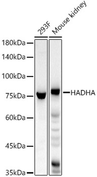 HADHA Polyclonal Antibody (CAB22235)