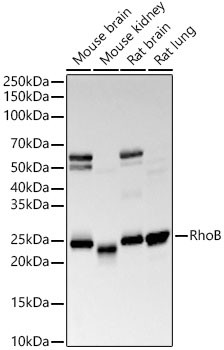 RhoB Monoclonal Antibody (CAB22258)