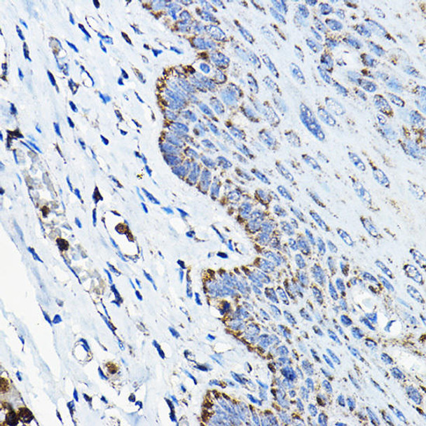 Anti-OGDHL Antibody (CAB15475)