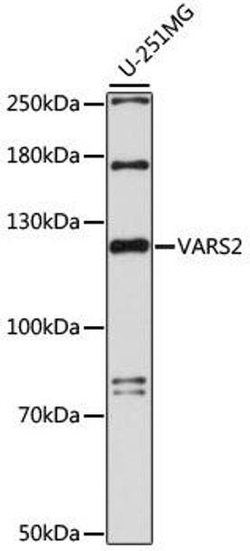 Anti-VARS2 Antibody (CAB15484)