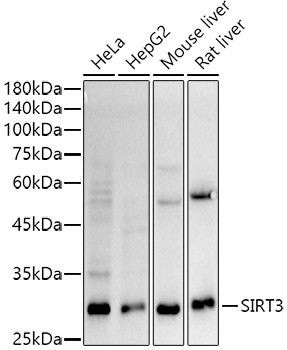 SIRT3 Monoclonal Antibody (CAB22409)