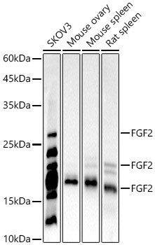 FGF2 Monoclonal Antibody (CAB22448)