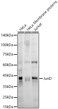 JunD Monoclonal Antibody (CAB22466)