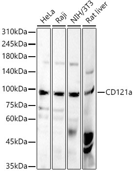 CD121a Polyclonal Antibody (CAB22540)