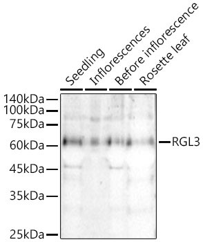 RGL3 Polyclonal Antibody (CAB22552)