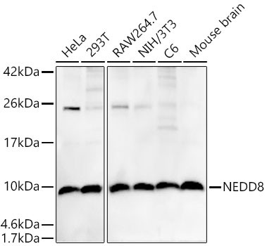 NEDD8 Monoclonal Antibody (CAB22568)