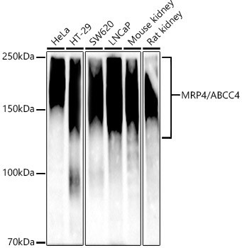 MRP4/ABCC4 Monoclonal Antibody (CAB22601)