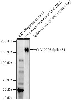 HCoV-229E Spike S1 Monoclonal Antibody (CAB22605)