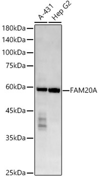 FAM20A Monoclonal Antibody (CAB22760)