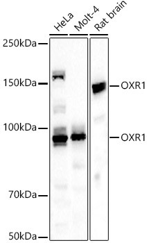 OXR1 Polyclonal Antibody (CAB23047)