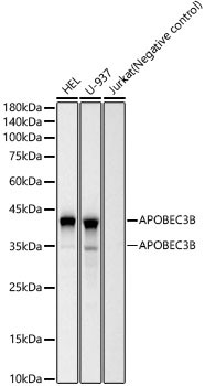APOBEC3B Monoclonal Antibody (CAB23185)