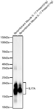 IL17A Monoclonal Antibody (CAB23226)