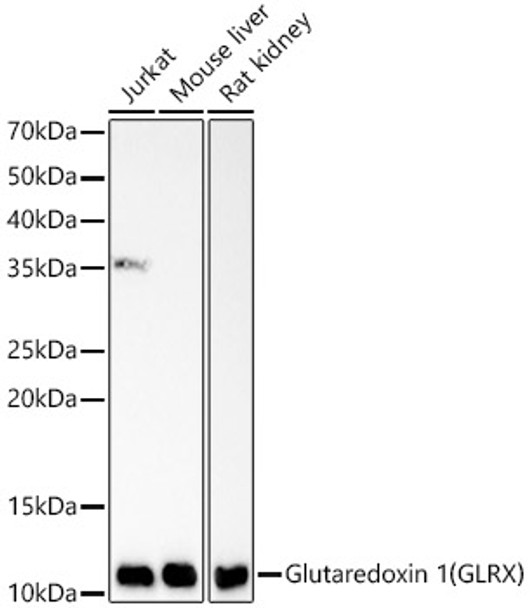 Glutaredoxin 1 (GLRX) Monoclonal Antibody (CAB23246)