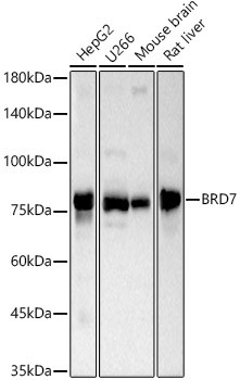BRD7 Polyclonal Antibody (CAB23265)
