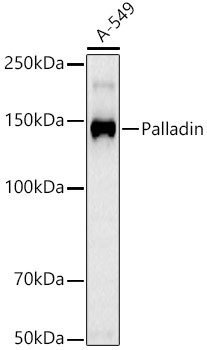 Palladin Monoclonal Antibody (CAB23566)
