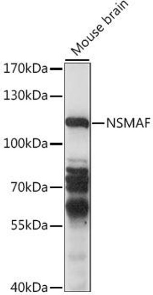 Anti-NSMAF Antibody (CAB15742)