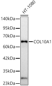 COL10A1 Polyclonal Antibody (CAB23884)