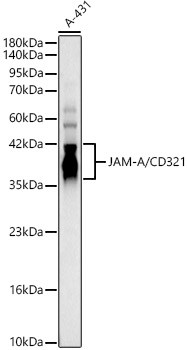 JAM-A/CD321 Polyclonal Antibody (CAB23909)