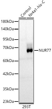 NUR77 Polyclonal Antibody (CAB23940)