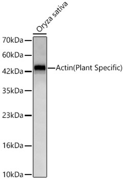 Actin (Plant Specific) Monoclonal Antibody (CAB23959)