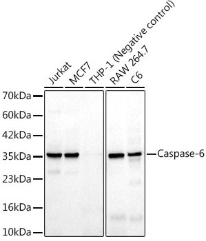 Caspase-6 Monoclonal Antibody (CAB24004)