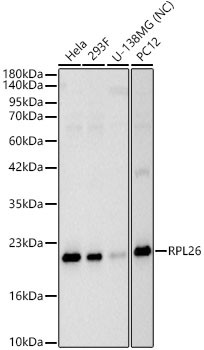 RPL26 Polyclonal Antibody (CAB24042)