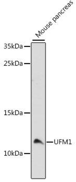 Anti-UFM1 Antibody (CAB15843)