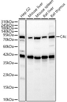 C4c Polyclonal Antibody (CAB24351)