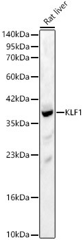 KLF1 Polyclonal Antibody (CAB24503)