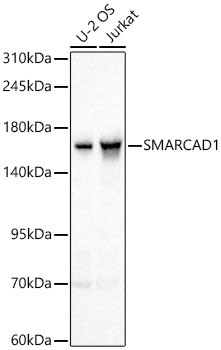 SMARCAD1 Polyclonal Antibody (CAB24882)