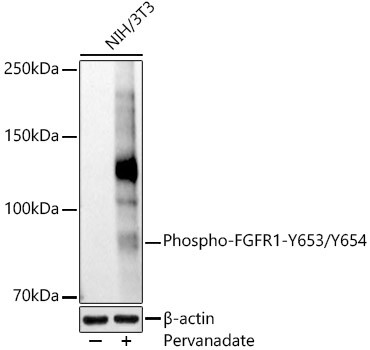 Phospho-FGFR1-Y653/Y654 Polyclonal Antibody (CABP1317)