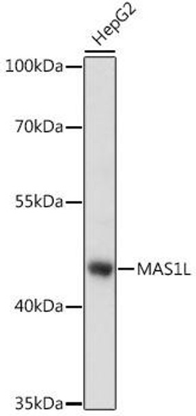 Anti-MAS1L Antibody (CAB16161)