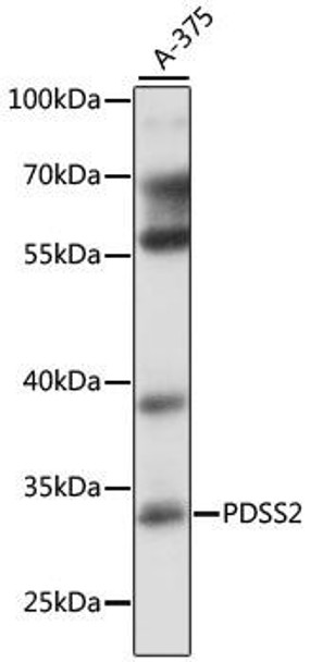 Anti-PDSS2 Antibody (CAB16557)