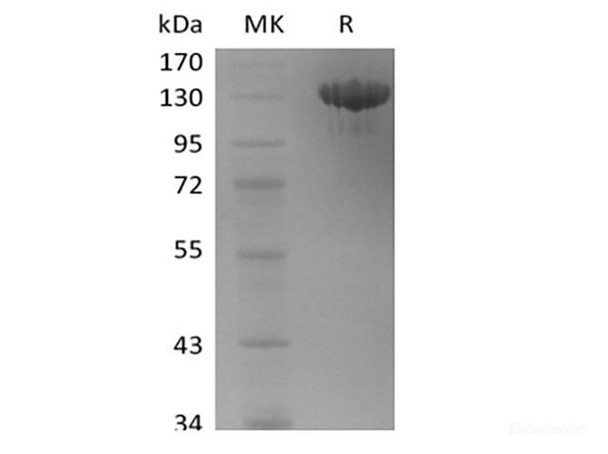 Recombinant Human Tie-2 (C-Fc) (RPES6222)