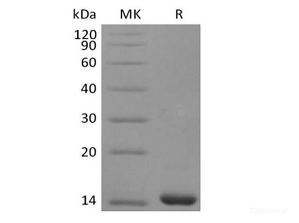 Recombinant Human FGF-4 (RPES6284)