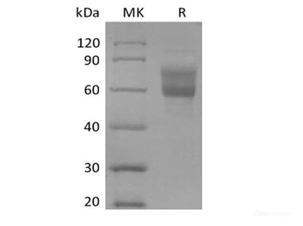 Recombinant Human Mucin-1/MUC-1 (C-Fc-Avi)  Biotinylated (RPES6307)