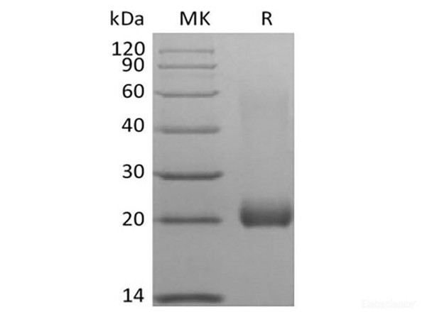 Recombinant Human Leukocyte-associated Immunoglobulin-like Receptor 2/ LAIR2/CD306 (C-Avi-6His) Biotinylated (RPES6314)