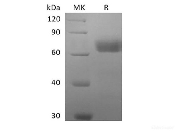 Recombinant Human Butyrophilin Subfamily 2 Member A2/BTN2A2 (C-Fc-Avi) Biotinylated (RPES6345)