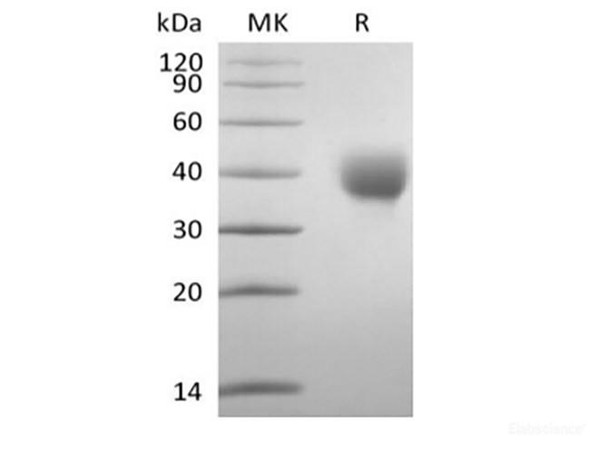 Recombinant Human  Leukocyte Ig-Like Receptor A5/LILRA5/CD85f (C-6His-Avi) Biotinylated (RPES6354)