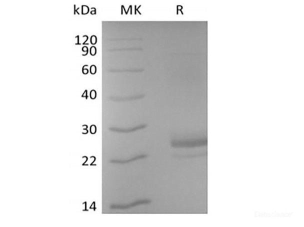 Recombinant Human CD40L/TNFSF5/CD40 Ligand (N-6His-Avi) Biotinylated (RPES6364)