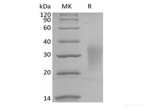 Recombinant Human Interleukin-13/IL-13 (C-Avi-6His) Biotinylated (RPES6380)